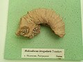 Holcodiscus irregularis Tzankov, en:Barremian, Nedoklan, Razgrad Province at the en:Sofia University "St. Kliment Ohridski" Museum of Paleontology and Historical Geology