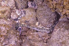 File:Holoturia serpiente (Euapta lappa), franja marina Teno-Rasca, Tenerife, España, 2022-01-05, DD 90.jpg (Category:Euapta lappa)