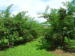 Cultivation in Austria Holunderkultur.JPG