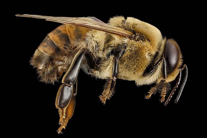 File:Honeybee drone, m, side, MD, pg county 2014-06-19-18.02.13 ZS PMax (14466470971).jpg