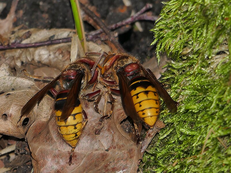 File:Hornissen vor dem Nest (28995033060).jpg