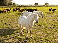 Horses in the Camargue - Pferde in der Camargue