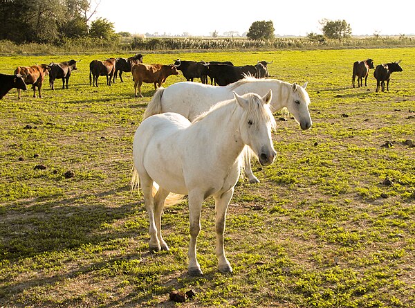 Horses and cattle in the Camargue