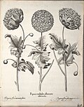 Miniatuur voor Bestand:Hortus Eystettensis, 1640 (BHL 45339 312) - Classis Aestiva 160.jpg
