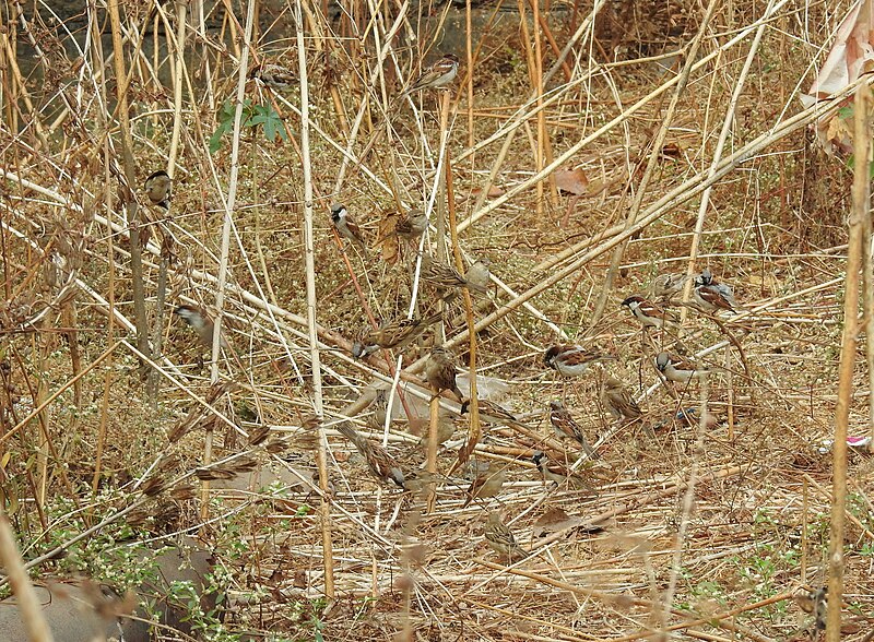 File:House Sparrow Passer domesticus by Raju Kasambe DSCN2160 (1) 03.jpg