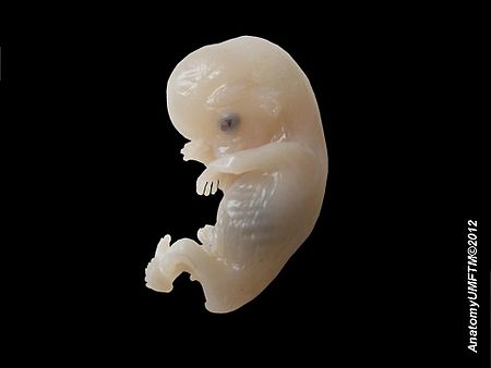 ไฟล์:Human_embryo.jpg