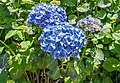 * Nomination Hydrangea Macrophylla. --Rjcastillo 01:08, 23 February 2024 (UTC) * Promotion  Support Good quality. --Plozessor 06:24, 23 February 2024 (UTC)