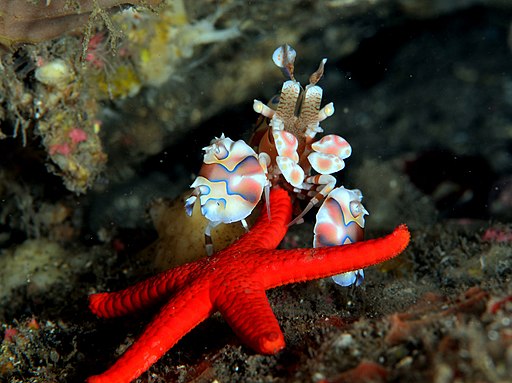 Harlequin shrimp feeding on a starfish