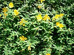 Thumbnail for File:Hypericum patulum1.jpg