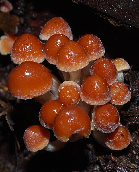 File:Hypholoma sublateritium 44170.jpg