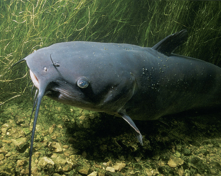 File:Ictalurus punctatus 1.jpg