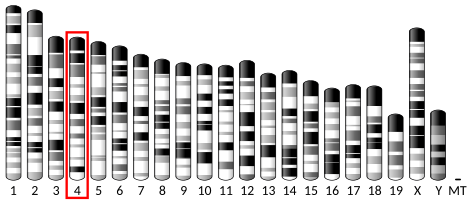 Datoteka:Ideogram house mouse chromosome 4.svg