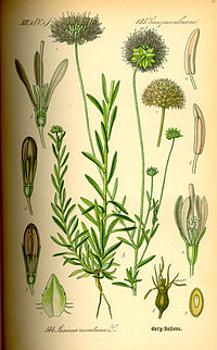 Illustration_Jasione_montana0.jpg