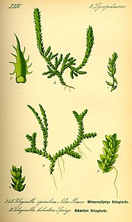 Die Moosfarne (Selaginella) si