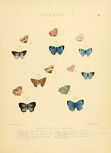 تصاویر Lepidoptera روزانه 70.jpg