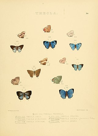 <i>Arzecla</i> Butterfly genus in family Lycaenidae