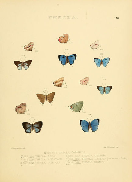 File:Illustrations of diurnal Lepidoptera 70.jpg