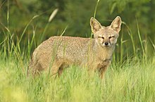 Male Bengal fox Indian Fox in a Grassland.jpg