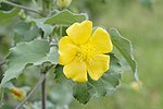 Vignette pour Abutilon indicum