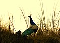 Indian peafowl at Chitwan (5).jpg