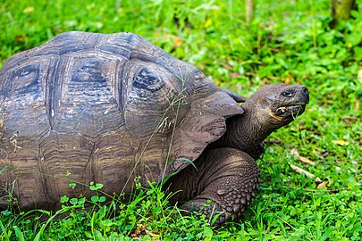 Inside the Tortoise Reserve on Santa Cruz, Is - Galapagos (Giant) Tortoise (Geochelone elephantopus) (Testudinidae) - up to 250 kg - (16059685743).jpg