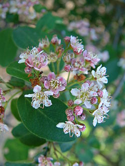 Irga rozowa Cotoneaster roseus.jpg