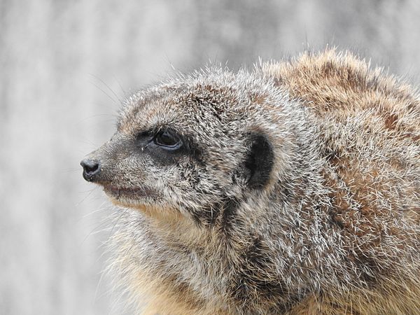 English: Animals in Ishikawa Zoo