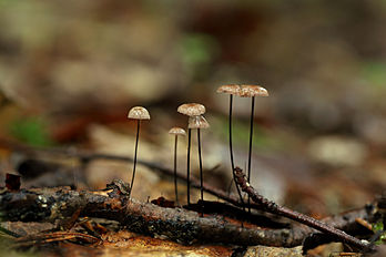 Cogumelo da espécie Gymnopus androsaceus fotografado no município rural estoniano de Albu. (definição 3 765 × 2 510)