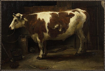 Vache dans une étable, 1656, musée de Groningue.