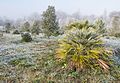 * Nomination Mediterranean maquis shrubland in the Botanical Garden of Olarizu, frosted in the fog. European fan palm (Chamaerops humilis). Vitoria-Gasteiz, Basque Country, Spain --Basotxerri 15:47, 5 January 2017 (UTC) * Promotion Nice picture. Seems slightly tilted to the right.--Famberhorst 16:17, 5 January 2017 (UTC)  Done I should have seen this, sorry, you're right. Thanks for the review! --Basotxerri 16:25, 5 January 2017 (UTC)