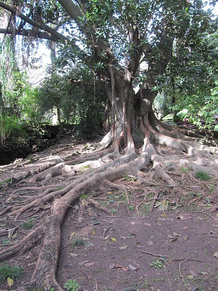 File:Jardim Botanico Tropical (14005291192).jpg