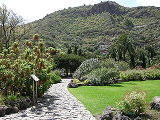 Jardin Botánico Canario Viera y Clavijo