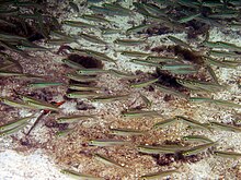 Jenkinsia are seen in Puerto Rico in 2005. Jenkinsia sp. - Reef1767.jpg