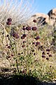 Joshua Tree National Park flowers - Salvia columbariae - 3.JPG