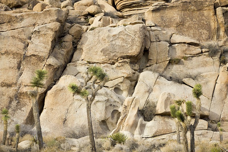 File:Joshua trees against boulder pile (15729627823).jpg