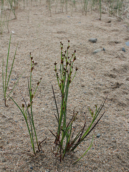 File:Juncus gerardii Kemi, Finland 23.06.2013.jpg