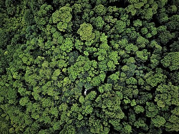 Searching for Abbott's boobies in dense rain forest canopies Christina Lipka 11.818 6.250 out of 10, SD 2.919