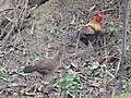 Jungle fowls in Sukhna Wildlife sanctury, Chandigarh, India.JPG