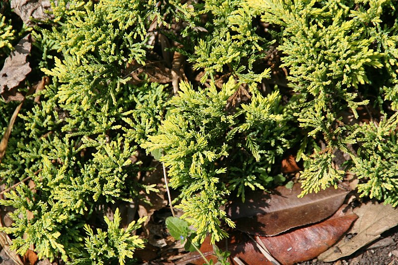 File:Juniperus horizontalis Mother Lode 2zz.jpg