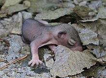 Newborn gray squirrel developing fur. They are born hairless and blind. Juvenile sciurus carolinensis 1 (cropped).jpg