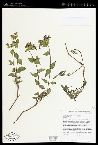 <i>Kadua degeneri</i> Species of plant