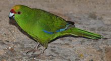 A yellow-crowned parakeet Kakaariki.jpg