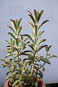 Kalanchoe tomentosa