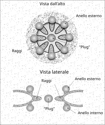 Poro nucleare