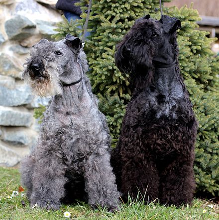 On the left, a 14 year old Kerry Blue Terrier. Her coat has lightened from the black colour she bore at birth. On the right is a one year old, in whom the process has not finished.