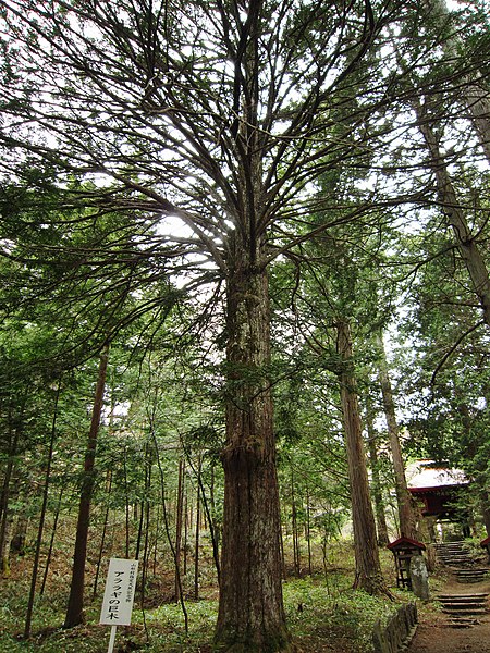 File:Kiyomizu-dera (Nagano) Taxus cuspidata.jpg