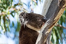 Koala in Belair National Park Koala in Belair National Park.jpg