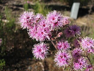 <i>Kunzea parvifolia</i> Species of flowering plant