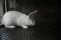 Laboratory Rabbits (13) (46373835835).jpg