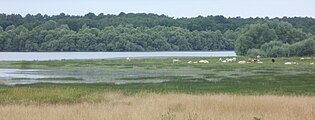 Lac de Rillé - Retenue de Pincemaille.JPG